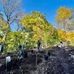 food forest planting 2