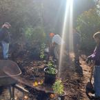 food forest planting 3